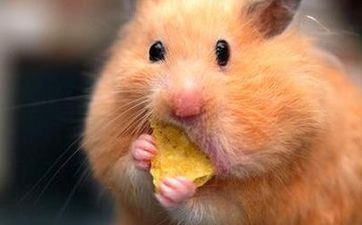 双子座属鼠人2025年运程