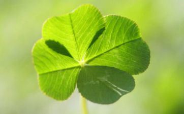 金牛座2024年10月21日运势_工作_财气_爱情