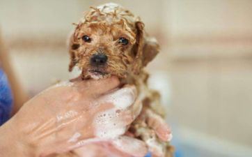 2023年属狗双子座运势