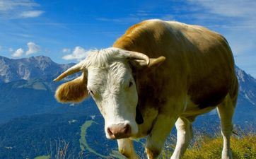 2023年属牛处女座每月运势