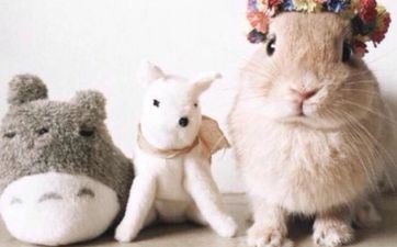 属兔巨蟹座2023年运势