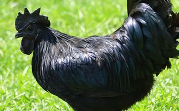 属鸡双子座2024年12月运势 2024双子全年运势