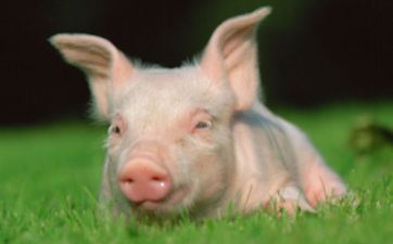 2024年属猪天秤座运势解析 欣欣向荣值得等待