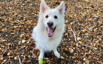 梦见戴了一串玛瑙项圈