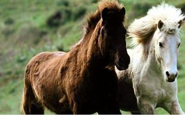 2023年12月属马射手座运势