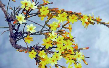 3月6日是什么星座