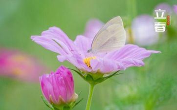 出洁癖最多的星座