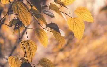 5月有意外之财受命运眷顾的星座