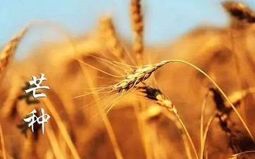 2021年芒种桃花运上涨的星座