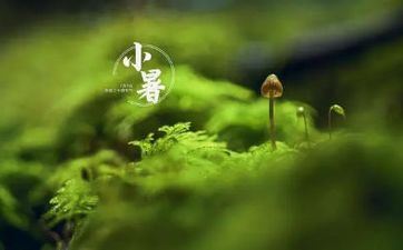 2021年小暑桃花运上涨的星座