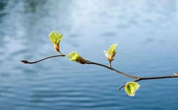 特立独行 哪些星座谈天喜爱发表情包