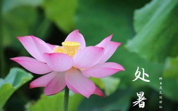 吃过苦，受过伤，活得更刚强的星座