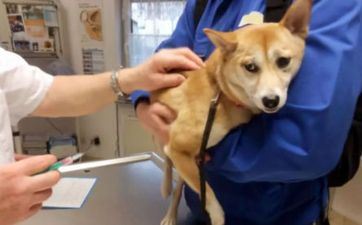 属狗双鱼座男生性情 2023双鱼正缘呈现的时间 属狗双鱼座男生性情 2023双鱼正缘呈现的时间