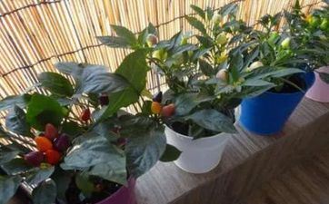 不怕穷 人穷志不短的四大星座