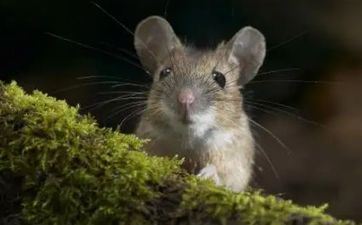 1月合适理发日子 2025年1月哪天理发最好