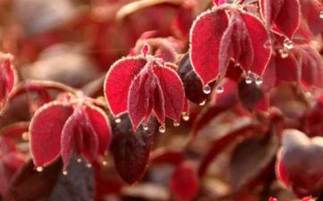 12星座心里依靠症