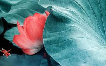 2021年大暑财气暴升的星座