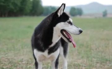 12星座怎么控制自己的小暴脾气