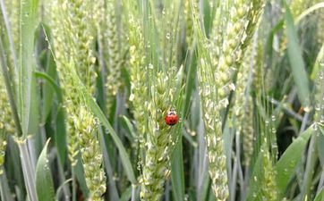 大吉大利 哪些星座玩吃鸡一路苟到决赛圈