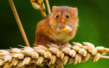 撩妹技术强的星座 不会孤寂