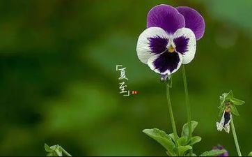 从周六开端 这四大星座福星高照 被别人珍爱 能完成方针