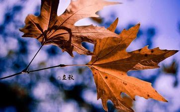 作业认真结壮的三大星座，不仰慕别人的夸姣，他们有自己的光辉