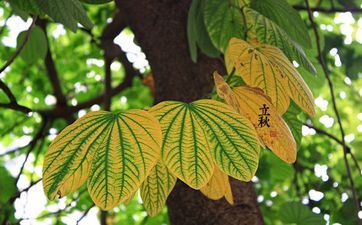 本年雨水是倒闭好日子吗 2025年阴历正月初十开业吉利吗