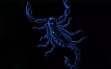 仅有能够虐天蝎的星座 把天蝎伤的最惨的星座