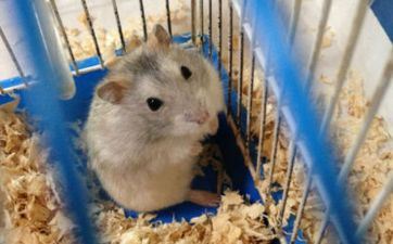 让人记忆犹新、日思夜想的星座