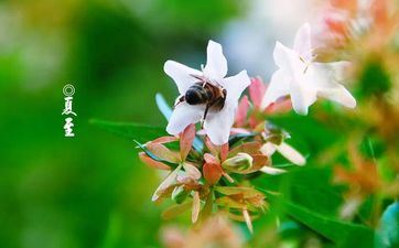 走路带风 走路速度很快的星座女