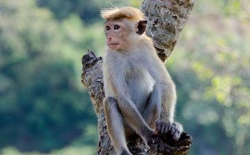 万年历2024年属猴人阴历冬月安门好日子