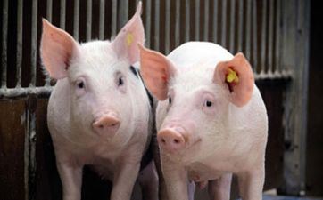 属猪男不爱你的体现 属猪男不理睬你的原因