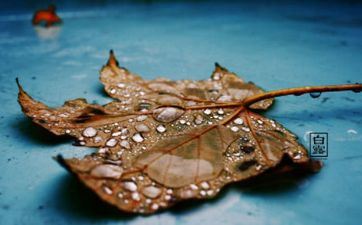 8月29日是什么星座