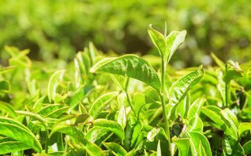 2024哪些星座将工作有成? 2024哪些星座将工作有成?