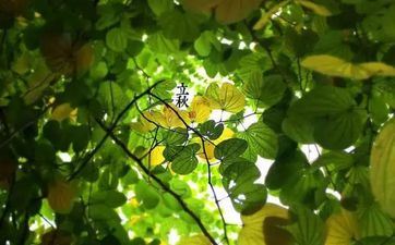 2021年作业运有望提高的星座