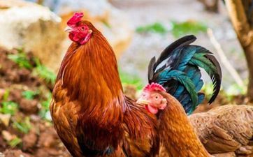 2024年属鸡人双鱼座的全年运势