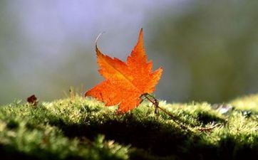 看中男朋友教养的星座女