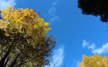 干事最没谱的星座