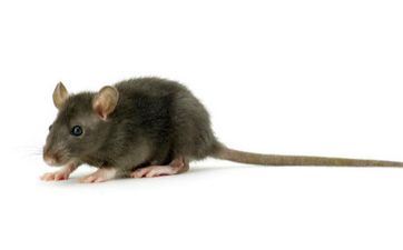 性情乖僻 了解后会被喜爱的星座