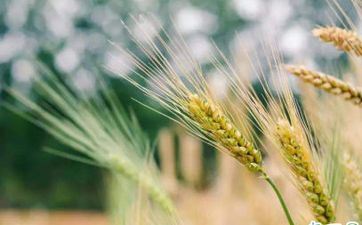 喜爱圆脸女生的星座男 哪些星座男喜爱圆脸女生