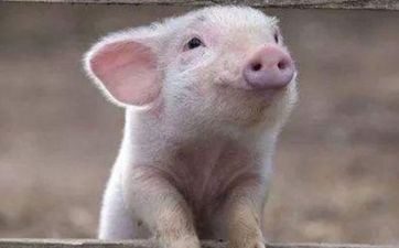 2023年属猪人的全年运势1983出世天蝎座