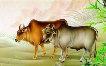 才能强但不喜爱夸耀,低沉不显露的四大星座 才能强但不喜爱夸耀,低沉不显露的四大星座