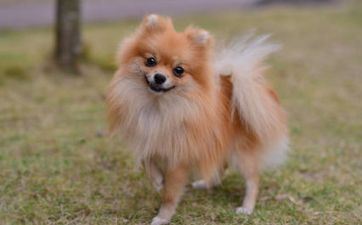 属狗男生和什么属相的女生最配 属狗男生和什么属相的女生最配呢