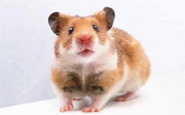 2021年520爱情运大好的星座解析