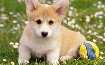 2024年易受新事物引诱的星座