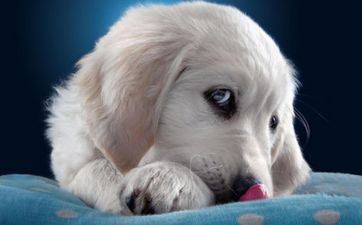 前排揭秘火象星座和什么星座最配