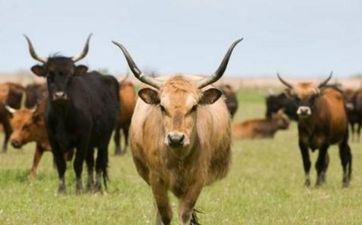 属相星座配对表查询成果有什么 属相鼠的双鱼座和属牛的摩羯座最配 属相星座配对表查询成果有什么 属相鼠的双鱼座和属牛的摩羯座最配