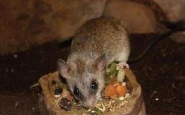 84年属鼠最合适成婚的年份 84年属鼠人什么时分能成婚