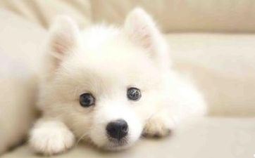 属狗摩羯座B型血的人性情有什么特征 属狗摩羯座女生性情特点以及缺点