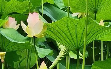 不肯将来懊悔 这些星座爱惜每个瞬间的夸姣